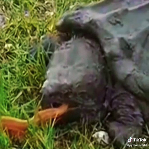 Turtle hunting snake😱 #wildanimals #snake #turtle #animals