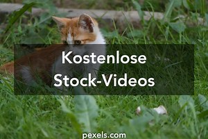 5.404+ Besten Katzen Kostenlose Videos · Lizenzfreie Videos · Pexels Stock Videos