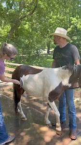 Thank you Ms Leah for being our 1st donor on this post. Your donations and volunteers are what makes taking care of these babies possible. Venmo @rescue-chick https://mygivingcircle.org/christian-farms/free https://www.paypal.com/donate/?hosted_button_id=F6W3534S6JJBA | Payton Christian