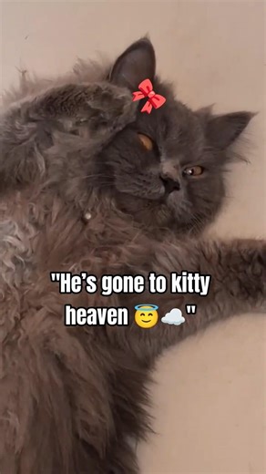 "Tell me you’re a drama queen 👑 without telling me you’re a drama queen 👑. 🎭"#kittu#funnycatvideos 👑