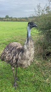 104K views · 19K reactions | Monday morning with our emus helping with field work #fieldwork #emus #rodneyanddel | Caenhill Countryside Centre | Facebook