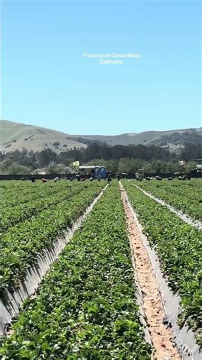 Freseros de Santa María California