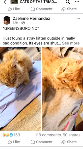 We want to start by saying thank you to the young woman who didn’t turn away when she saw this kitten outside in the cold and struggling, and to the person who saw her post and reached out to us on his behalf. Those simple acts of kindness were life-changing for this little boy. 💛 We’ve named him Tigger. We believe he was a stray kitten who caught a virus and became sick very quickly. He became anorexic, meaning he was unable or unwilling to eat — a medical emergency for kittens, who have very 