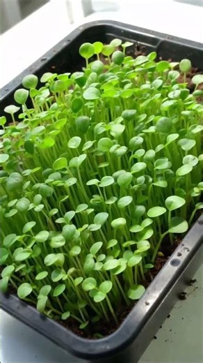 Microgreens Growing 7 Days - Amazing Dense Growth Time-Lapse!