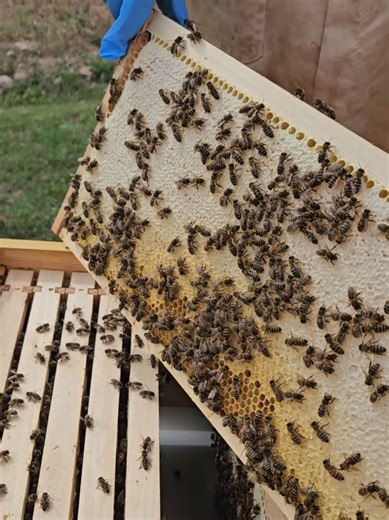 The Joy of Beekeeping: Clean Frames and Wax Sealing