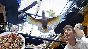 361K views · 10K reactions | Birds Proper Diet Is The Secret Of Good Health & Successful Breeding / Best Mixed Seeds For Birds. | Parrot Dipankar | Facebook