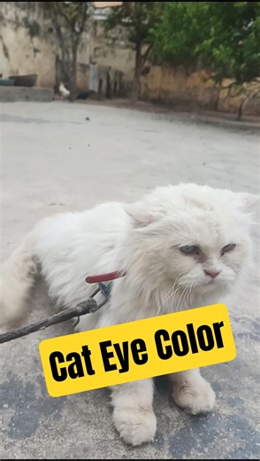 Cats Eye Color🥰#cat #shortsfeed #pets #kitty