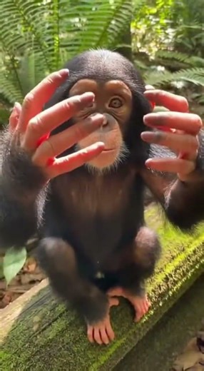 Baby Chimp Touches Camera and Copies Me 🥺