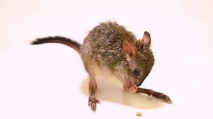 Meet Bo, a brush-tailed bettong at Cub Creek Science Camp. Native to Australia, brush-tailed bettongs formerly ranged across much of the Australian mainland south of the tropics, inhabiting desert grasslands and forests. Today, they live only in forests, woodlands, and eucalyptus scrublands. This nocturnal species spends the daytime resting in nests made of grasses and bark, emerging to forage between dusk and dawn. Bettongs feed primarily on fungus, occasionally mixing in bulbs, seeds, insects,