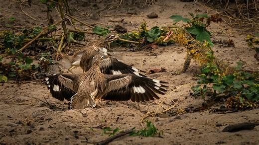 Watch what happens when a lizard gets cornered by two birds