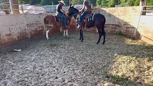 2.2K views · 45 reactions | USING VIPER TO TRAIN THE 3 year old molly , training Trevor Fletcher to be able to do the lead mule next time , stepping him up a level soon | Max Bishop | Facebook