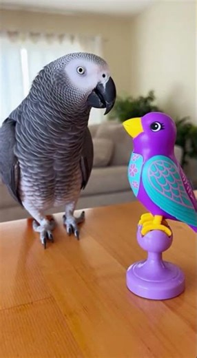 Parrot meets parrot toy