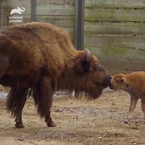 250K views · 880 reactions | This calf needs some TLC to be reunited with mom! #InsideTheZoo | Animal Planet | Facebook