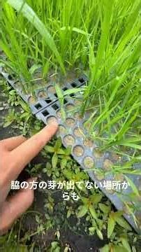 [Natural Farming Rice] 3 Weeks Since Sowing! Growing Sturdy Seedlings Without Legginess, Challeng...