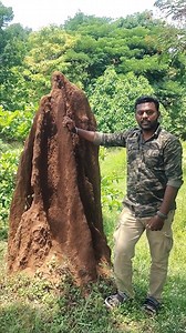 10K reactions · 454 shares | இது பாம்பு புத்தா ? #jerith #forest #nature #wildlife #wildlifereels #naturelovers #viral #wildlifeaddicts #trending #green #snail #snake #snakes #snakebites #termites #hive #termite #soil #fakenews #fake #true #tamil #tamilvideo #short | Ãhāmêd Jerith | Facebook