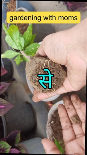 nye plants ko aise repot kre kabhi khrab bhi honge #gardeningwithmoms #repottingofplants #reel | Taskeen Farha