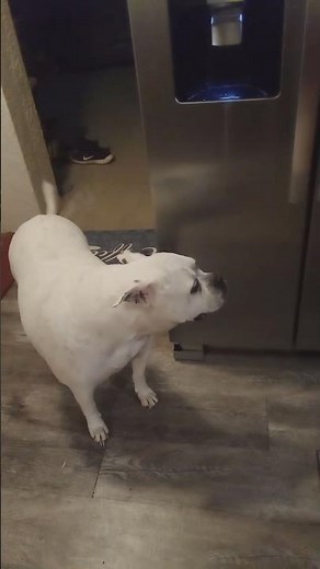 Ellie Mae treeing the fridge