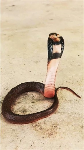 Baby Cobra, but full of venom! 😱 | Baby Cobra, Deadly Venom! 🐍⚠️