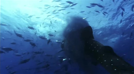 ts is so ass but it’s my first edit of the year ✌️ #seaslug #fyp #fypシ゚viral #blowthisup #underwater