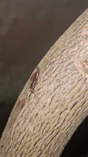 Dermaptera en Quina (Cinchona).