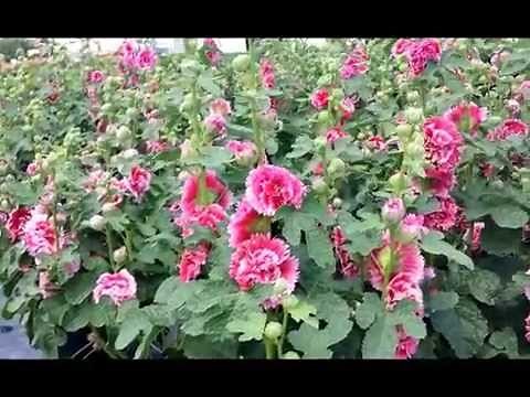 Best Perennials - Alcea Fiesta Time (Hollyhock)