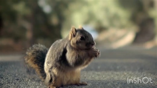 Cartoon Screaming Crossover