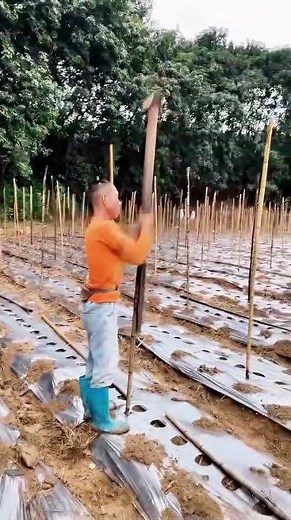 Step-by-step guide to inserting bamboo stakes in the field!
