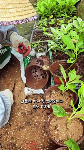 삽목한 수국 분갈이 시기 #분갈이흙 #수국삽목분갈이시기#수국삽목시기#분갈이방법 #수국삽목시기 #수국관리#윤슬한옥 #함평가볼만한곳