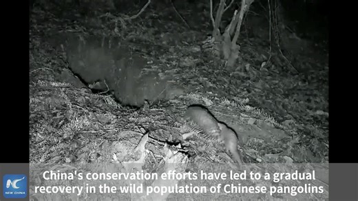 259K views · 464 reactions | What's more precious than a Chinese pangolin? Its sweet night adventures with its little one! Watch this heartwarming (and secretly filmed) footage from Jiangxi, showcasing China's ecological progress. #BiodiversityDay | China Xinhua Sci-Tech | Facebook