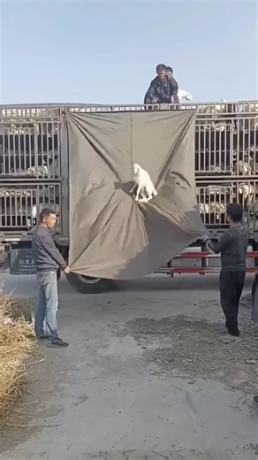 Unloading Sheep with a Canvas Chute.