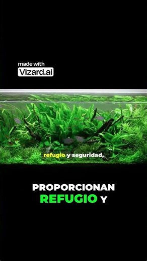 👉 Así se cuida un cangrejo enano SIN errores 😱🦀