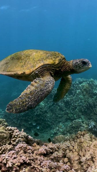 This is why people love snorkeling Turtle Town
