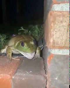 1M views · 20K reactions | REEEEEEEEEE | Bardock Obama | Facebook