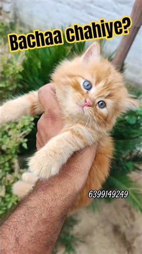 World's Cutest Persian Cat Baby 😍 | Super Cute Persian Kitten ❤️ #shorts