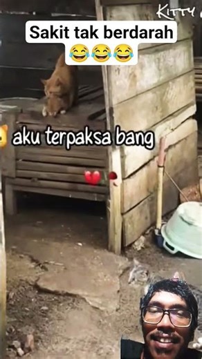 A two-timing cat 😂