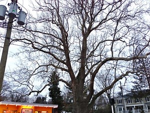 Did You Know Bethel Has One of Connecticut's Biggest Trees?