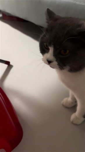 happy spring festival 宝宝同大家拜年了 #cat