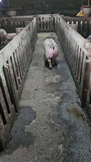 Exploring the World of Pig Farming in Nepal
