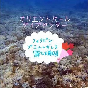 Orientpearldivcenterフィリピンプエルトガレラ