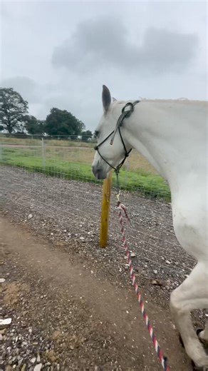 14K views · 84 reactions | Clever boys walking in single file | Gawsworth Track Livery | Facebook