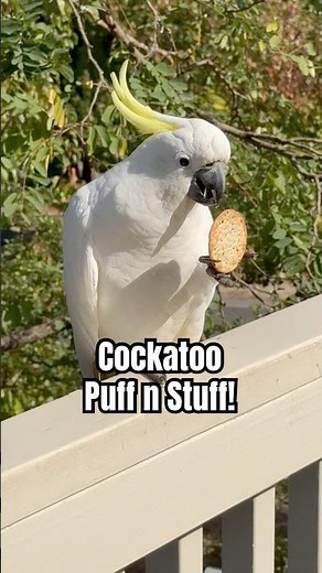 HR Puff n Stuff Cheeky Cockatoo #funny #birds #tv #star
