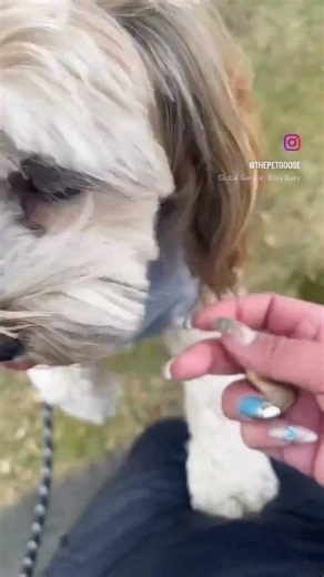 More treats for Jasm!! #adayinmylife #shorts #lhasapoo #dog