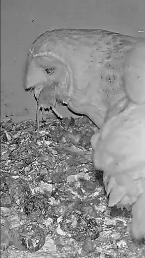 Watch This Closely 👀 Owl Swallows Mouse Whole