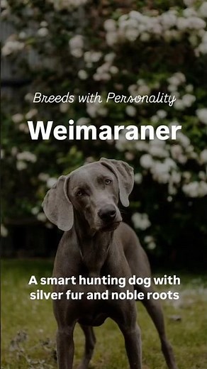 Weimaraner Dog Breed Guide: Personality, Care & What to Know Before You Adopt #dogbreed #weimaraner