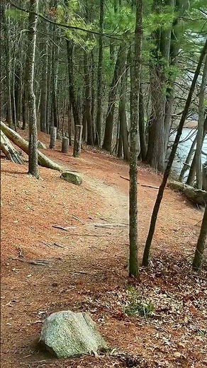Peaceful Forest Walking Experience 🌲
