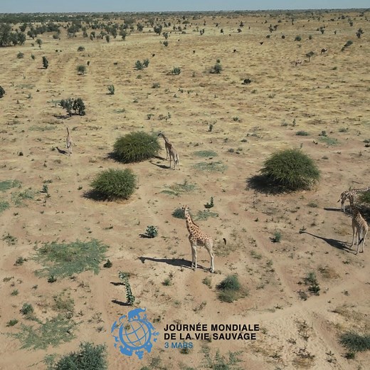 🌍 Journée mondiale de la vie sauvage 2025 🌍 Aujourd’hui, nous célébrons la beauté et la diversité de la vie sauvage du Sahel et du Sahara. Avec ces images de girafes d'Afrique de l'Ouest évoluant librement dans la Réserve de Biosphère de Gadabeji, après avoir disparu de la zone pendant plus de 50 ans, nous mettons en lumière les espèces qui façonnent ces paysages uniques. Le thème de cette année – "Le financement de la conservation de la vie sauvage : investir pour l’humanité et la planète" –