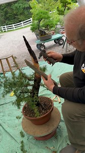Creating deadwood on a European larch This variety of ‘Whorled Peace' originates from highly mature nursery stock. The deadwood has been shaped to mimic the effect of a lightning strike, adding a dramatic and natural touch to its character⚡️ A strong structure is now in place and the tree has already entered its second training pot cycle since being acquired from the nursery. #bonsai #bonsaiwork #woodwork #asmr #nature #bonsaicare #bonsaiartist #bonsaitraining #bonsaiart #larchbonsai #bonsaisoci