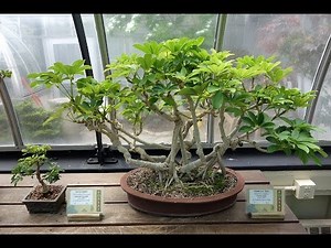 Schefflera Bonsai- Schefflera arboricola