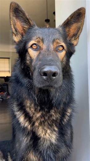 How Dark Will my Sable German Shepherd Get?