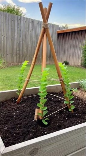 This simple pyramid trellis trick turns kiwi into strong climbing growth